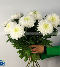 White Magnum Chrysanthemum Bouquet