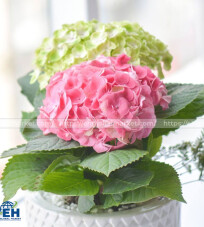 Cẩm Tú Cầu (Hydrangea)