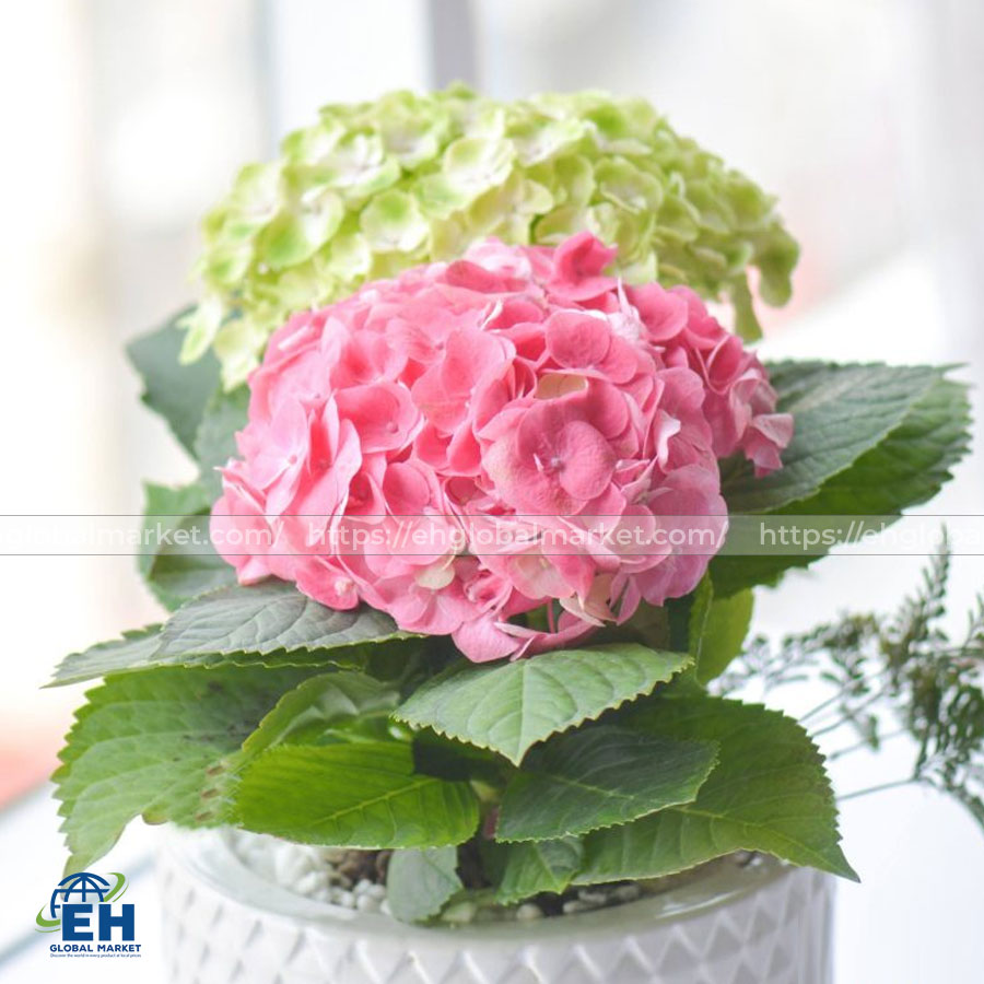 Cẩm Tú Cầu (Hydrangea)