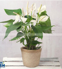 White Anthurium Plant