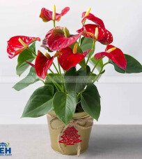 Anthurium Plant