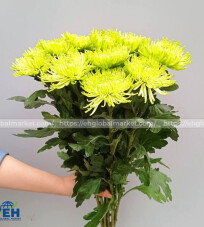 The Green Mesh Chrysanthemum (Chrys Anatasia Lime)