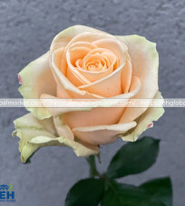 Peach Avalanche Rose Bush