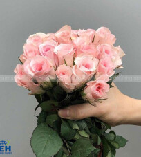 Pink Rose A