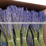 DRIED LAVENDER FLOWERS