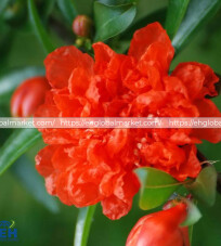 Red Flowering Pomegranate