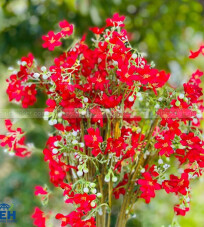 Mai Nhí Flowers