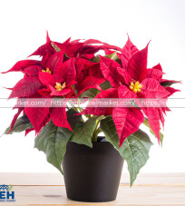 Red Poinsettia