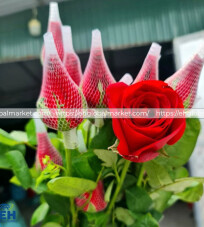 Red Mesh Rose