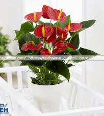 Red Anthurium