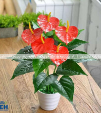 Deep Pink Anthurium