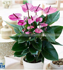 Purple Anthurium