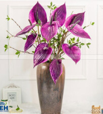 Purple Anthurium