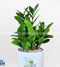 3-Stem Money Tree