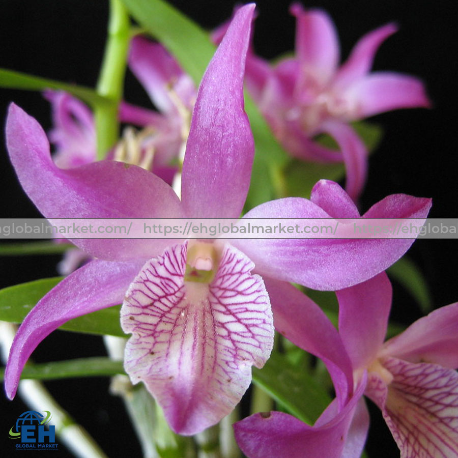 Lan-rừng-Dendrobium