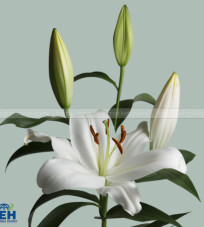 Ori Zambesi White Lily