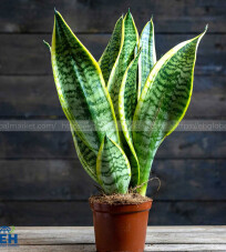 Snake Plant