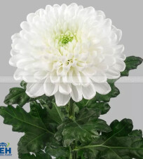 White Magnum Chrysanthemum Bouquet