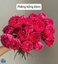 PHĂNG HỒNG ĐẬM