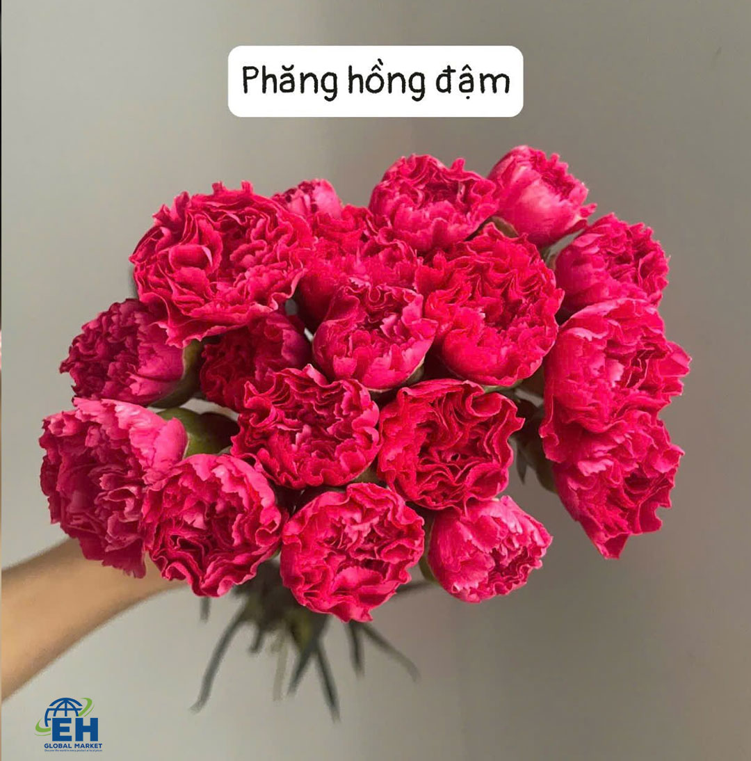 PHĂNG HỒNG ĐẬM