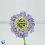 SCABIOSA