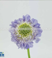 SCABIOSA