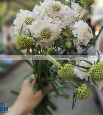 SCABIOSA