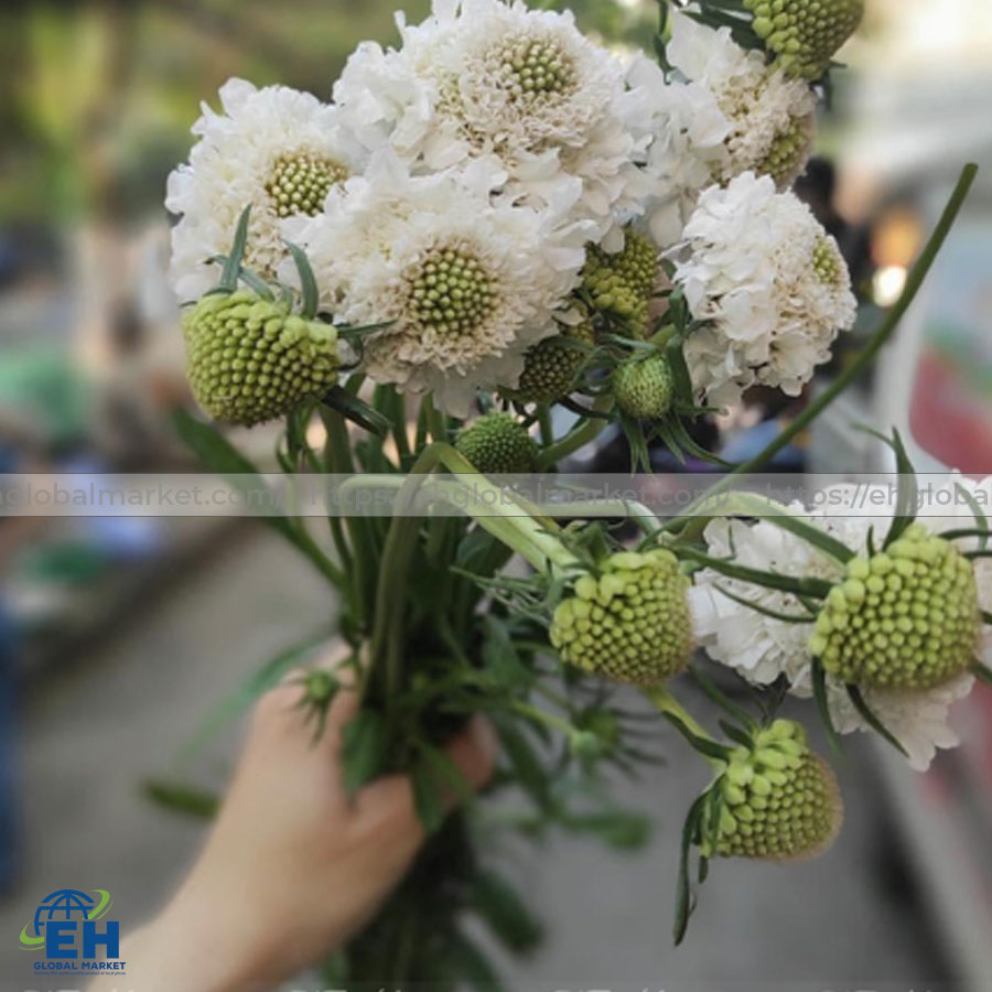 SCABIOSA