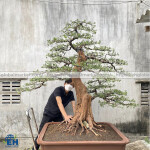 Tùng La Hán Bonsai Thô