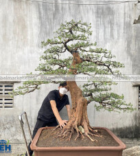 TÙNG LA HÁN BONSAI THÔ