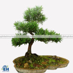 Tùng La Hán Bonsai Thô