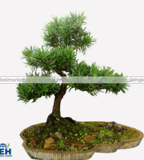 Tùng La Hán Bonsai Thô