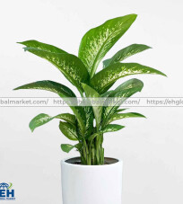 Golden Pothos (Van Nien Thanh)