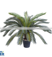 Rough Sago Palm (Van Tuel Tho)