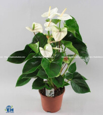 WHITE POT PINK ANTHURIUM