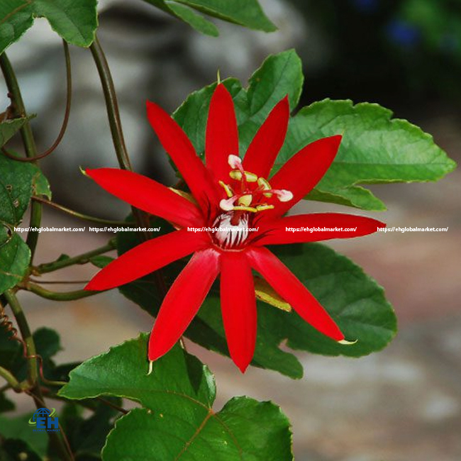 Red Star Flowers