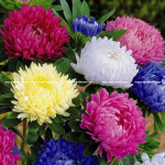 Mazic Chrysanthemum