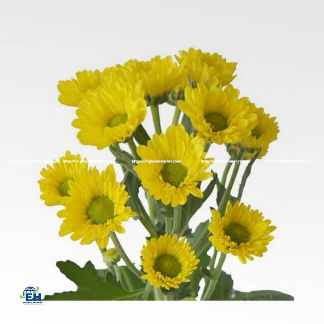 Lesedi Yellow Chrysanthemum