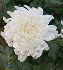 Monalisa White Chrysanthemum