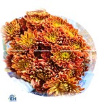 CÚC NHÁNH HF MIX (SPRAY CHRYSANT)