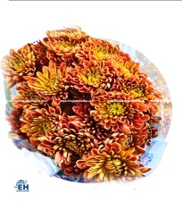 CÚC NHÁNH HF MIX (SPRAY CHRYSANT)