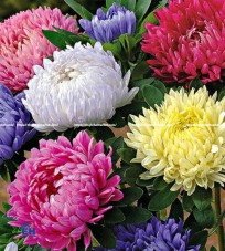 Japanese Chrysanthemum