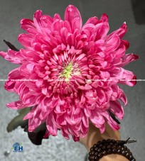 Dyed Chrysanthemum (Magnum Mono Painted)