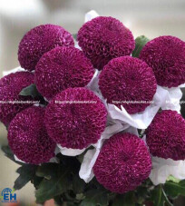 Zariah Purple Ping Pong Chrysanthemum