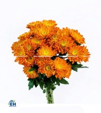 Chrysanthemum Ranja