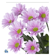 Chelo Purple Chrysanthemum