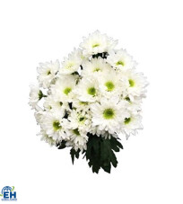 White Chrysanthemum with Green Center (SP Chic)