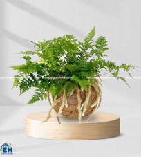 French Mini Fern