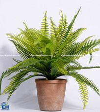 Fern Plant