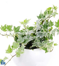 HEDERA MINI MIX